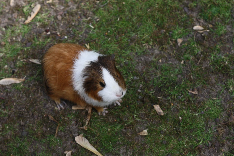 a brown and white rodent is sitting in the grass