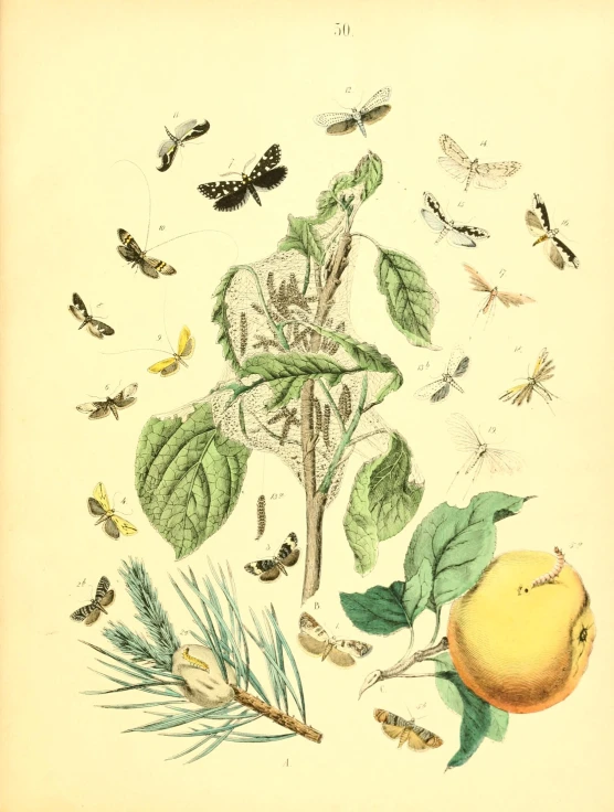 vintage illustration of the insect family