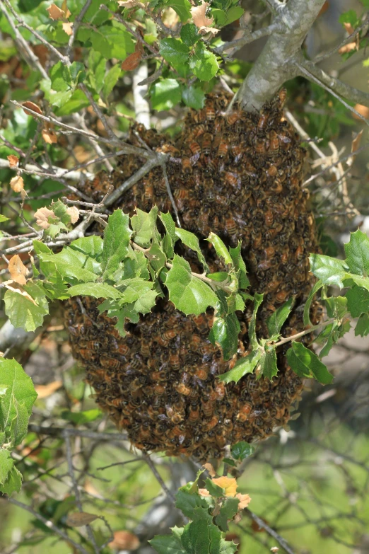 swarm of bees on a tree filled with leaves
