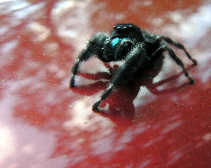 a close up picture of a big, furry spider