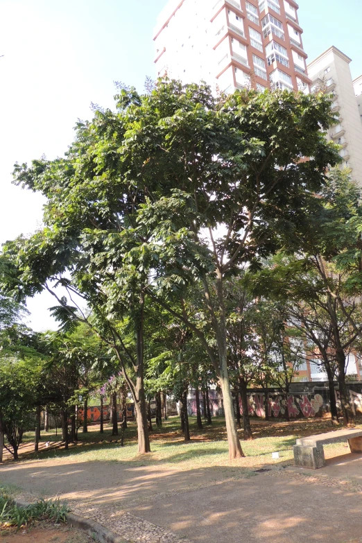 a park that has several trees and benches