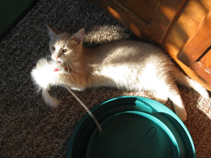 a cat lying on the ground with his paw next to a bowl