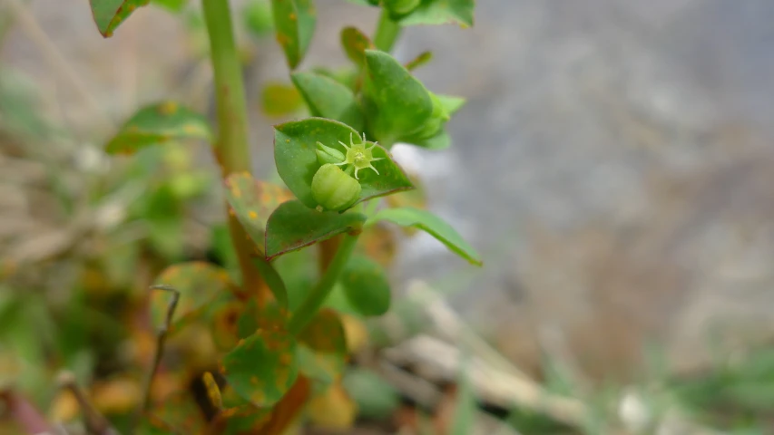 some very green and leafy plants next to each other