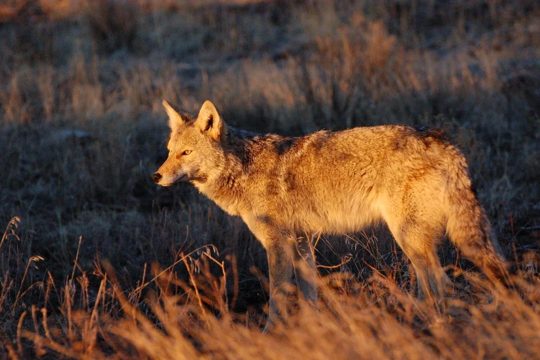 a wolf walking through a dry grass field