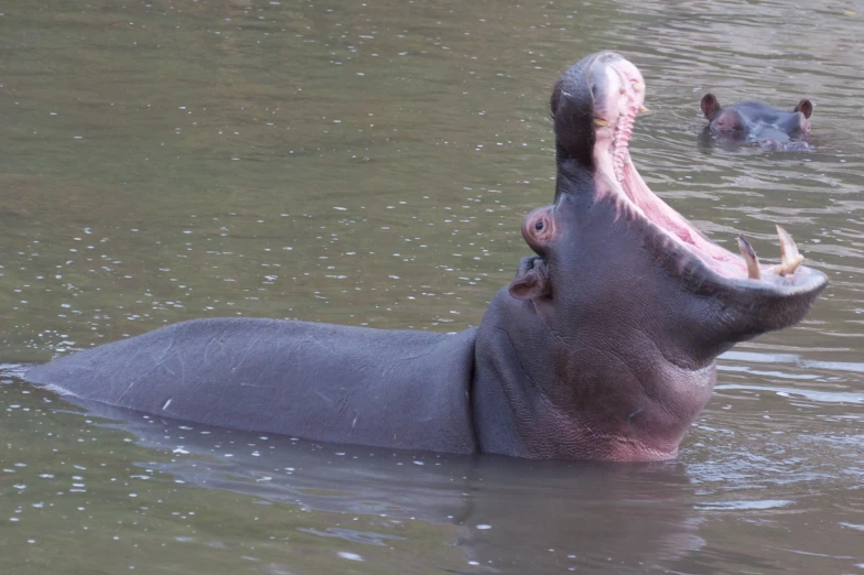two hippos are in the water with one of them showing its teeth