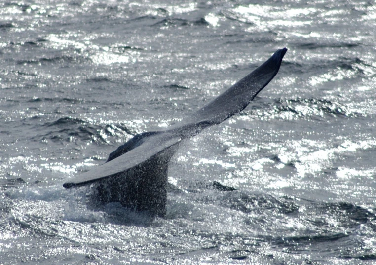 a whale's tail sticking out of the water