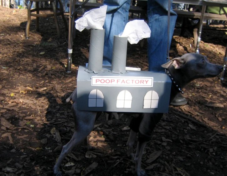 a dog in a costume with paper on it