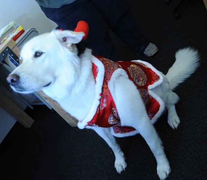 a white dog with red decorations on its chest and wearing a vest