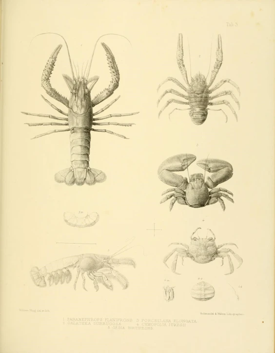 two illustrations of lobsters and crabs with black markings