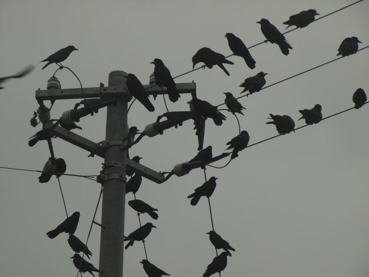 there is a flock of birds that are perched on wires