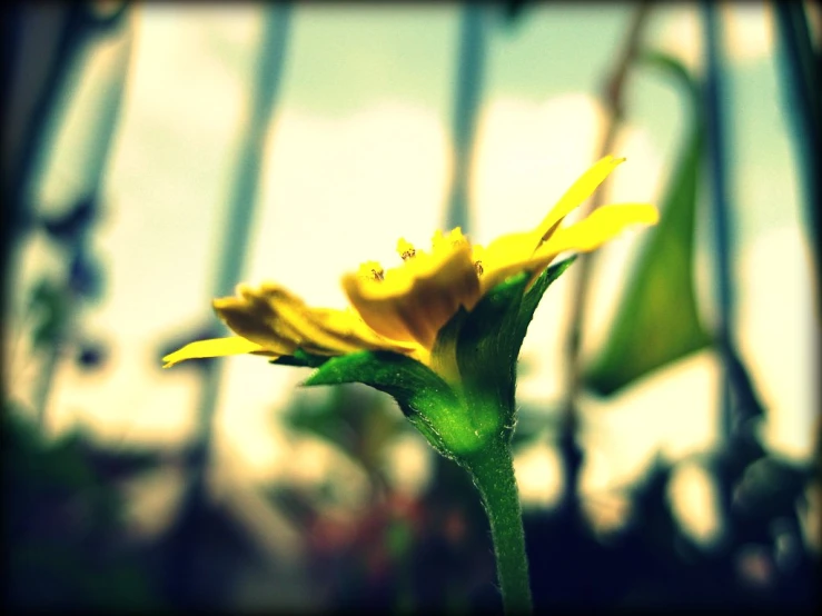 a flower with dew on its petals next to a glass wall