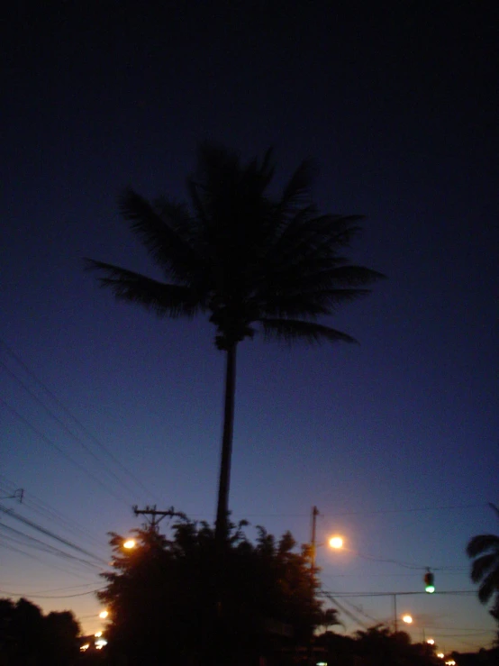 a palm tree sitting next to the road at night