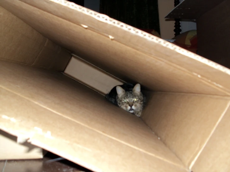 a cat sitting inside of a cardboard box