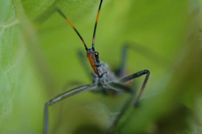 a close up view of a very large black insect