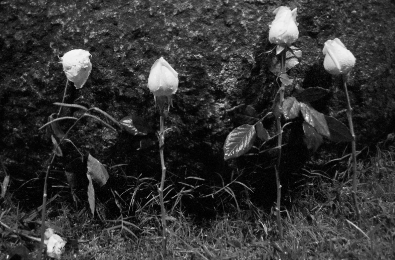 black and white po of flowers in the grass