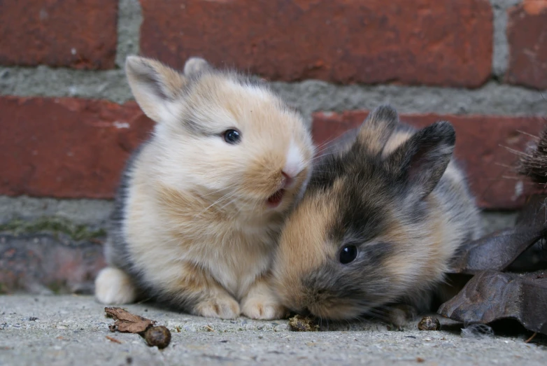 two small and brown rabbits laying down by brick wall