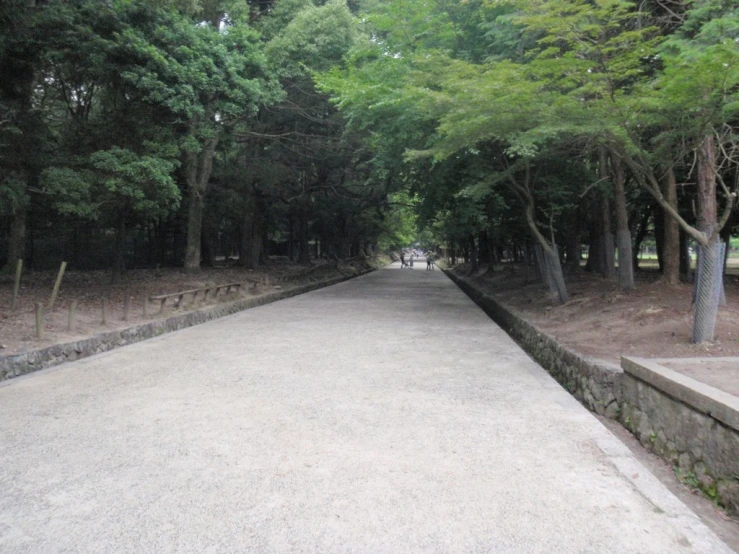 a row of trees are growing near a paved path