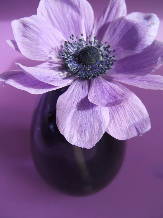 a single flower in a black vase sits on a purple table