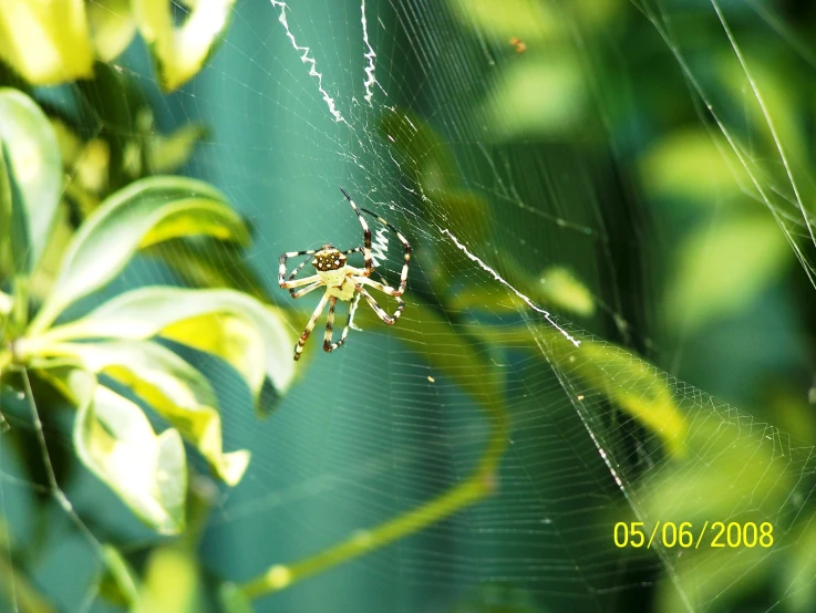 a spider sitting on it's web while surrounded by leaves