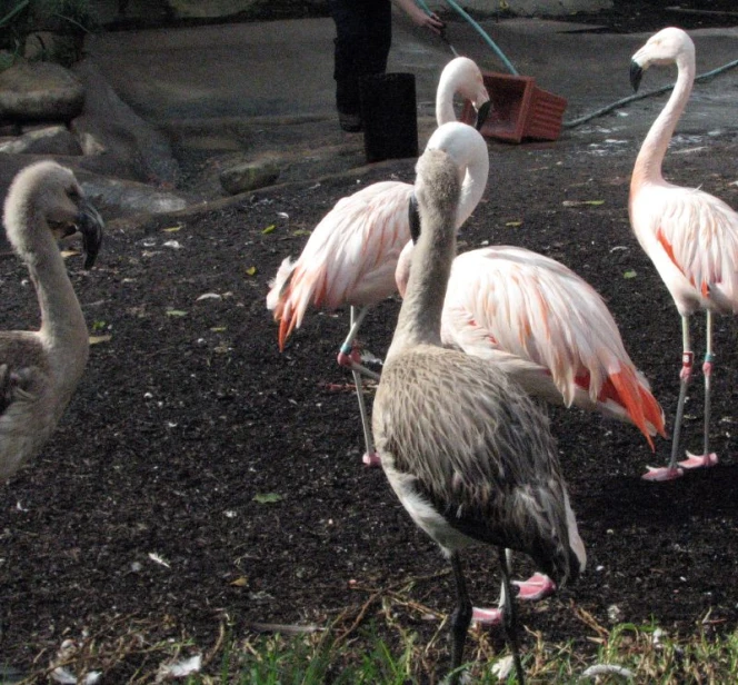 several flamingos on the grass near some trees