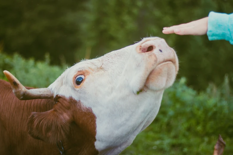 a cow has it's nose up to someone who is touching the cow