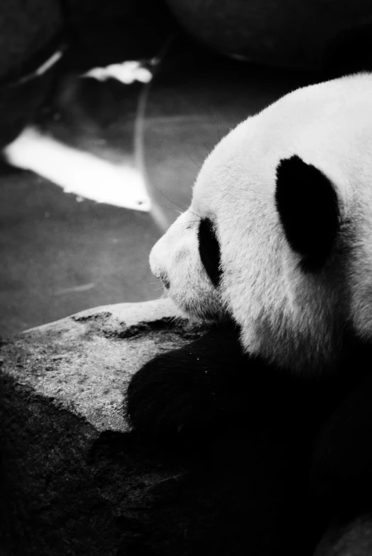 black and white panda on rocks sleeping and relaxing