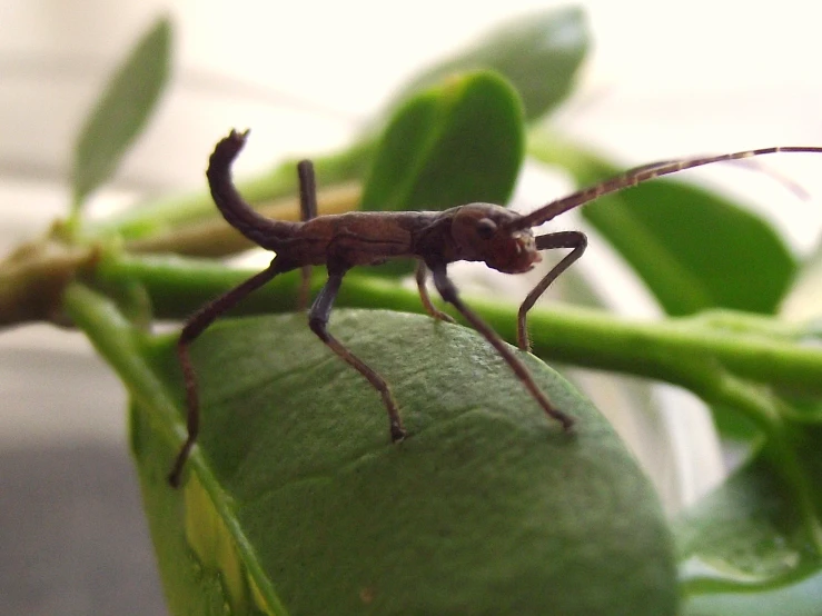 small insect standing on the tip of a leaf