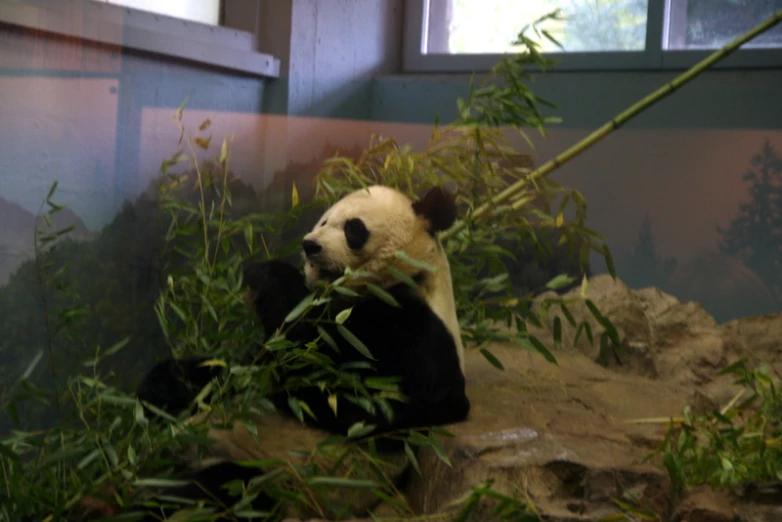 a panda bear sitting on rocks eating bamboo