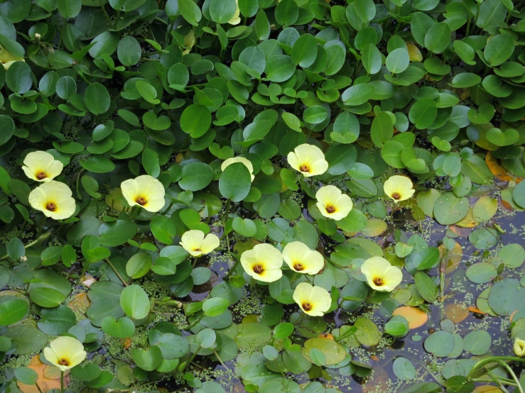 flowers floating on top of water surrounded by green leaves