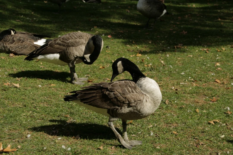 several ducks walk across some grass in the sun