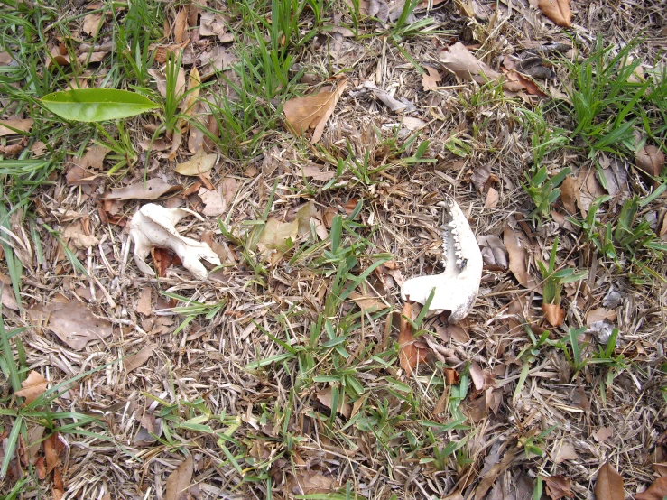 an object left out on the ground in the grass