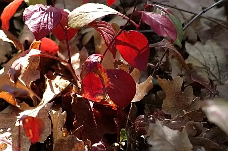 this leafy plant has purple and green leaves on it