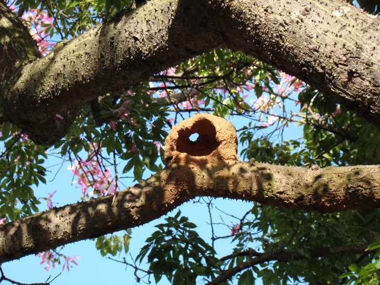 a bird feeder hanging on the nch of a tree