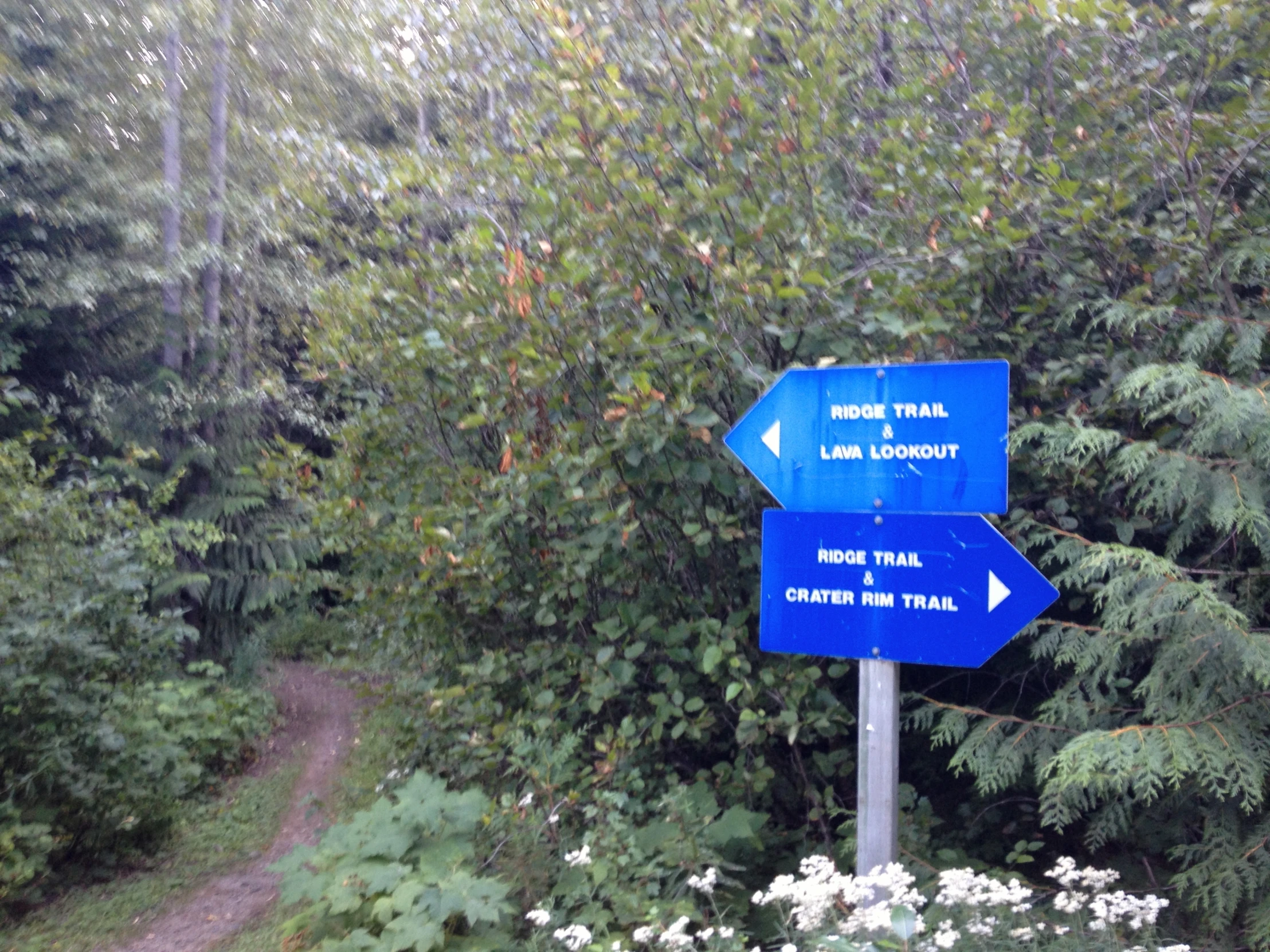 a blue sign pointing in different directions