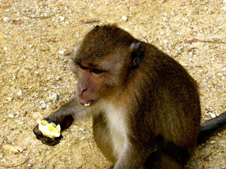 a monkey that is eating some kind of banana