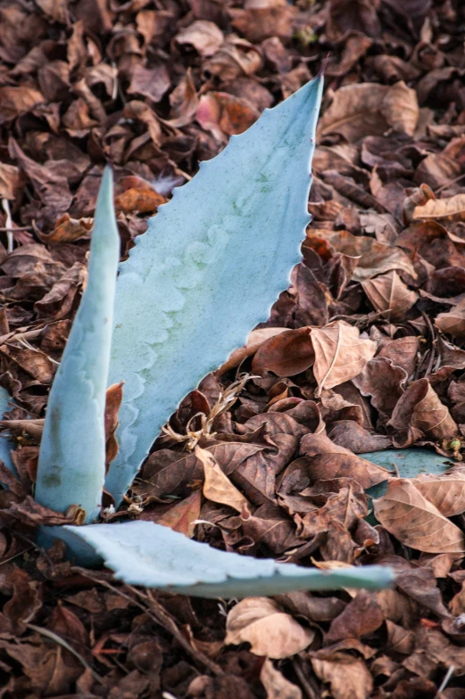 the green leaf is laying on the ground