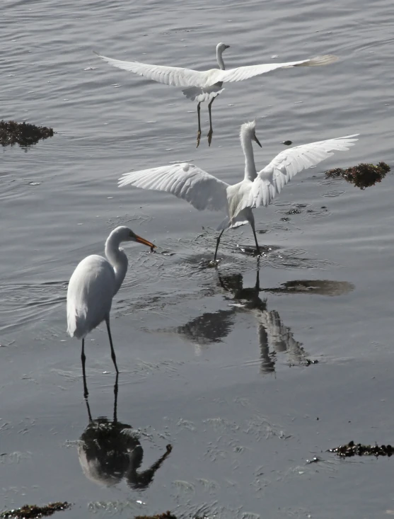 three large white birds with long necks standing in water