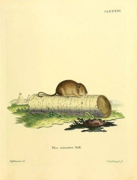 an illustration of a rat on a piece of wood