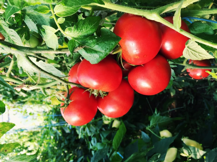 tomatoes in a bush in the garden ready to be picked