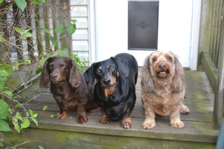 three dogs are sitting on the steps of a porch