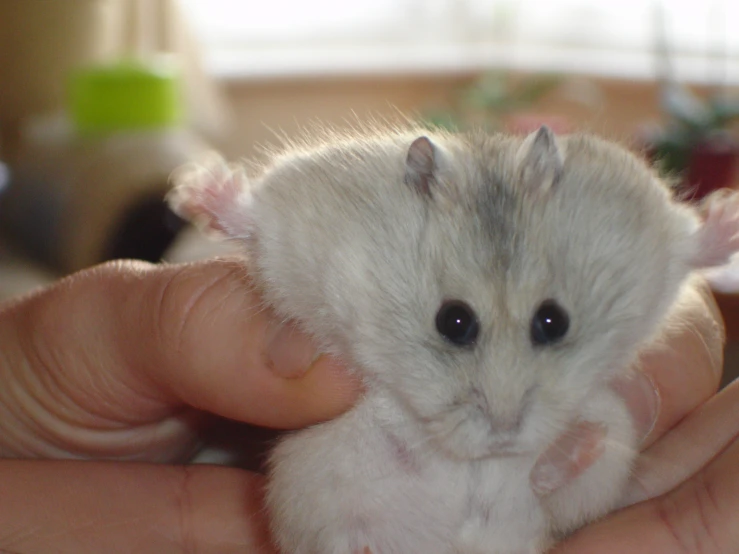 a small hamster is sitting in someones hand