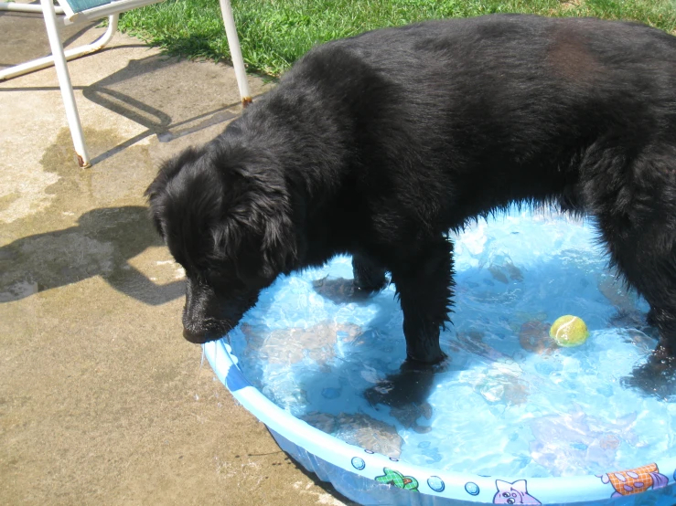 a black dog standing in an above ground pool