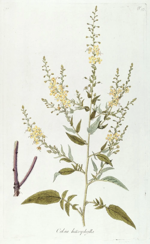 a drawing of a nch with yellow flowers and leaves