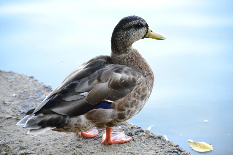 a duck standing on a rock next to a body of water