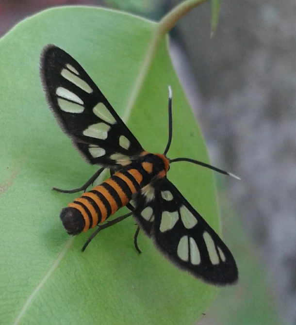 black and orange insect with white spots sitting on a green leaf