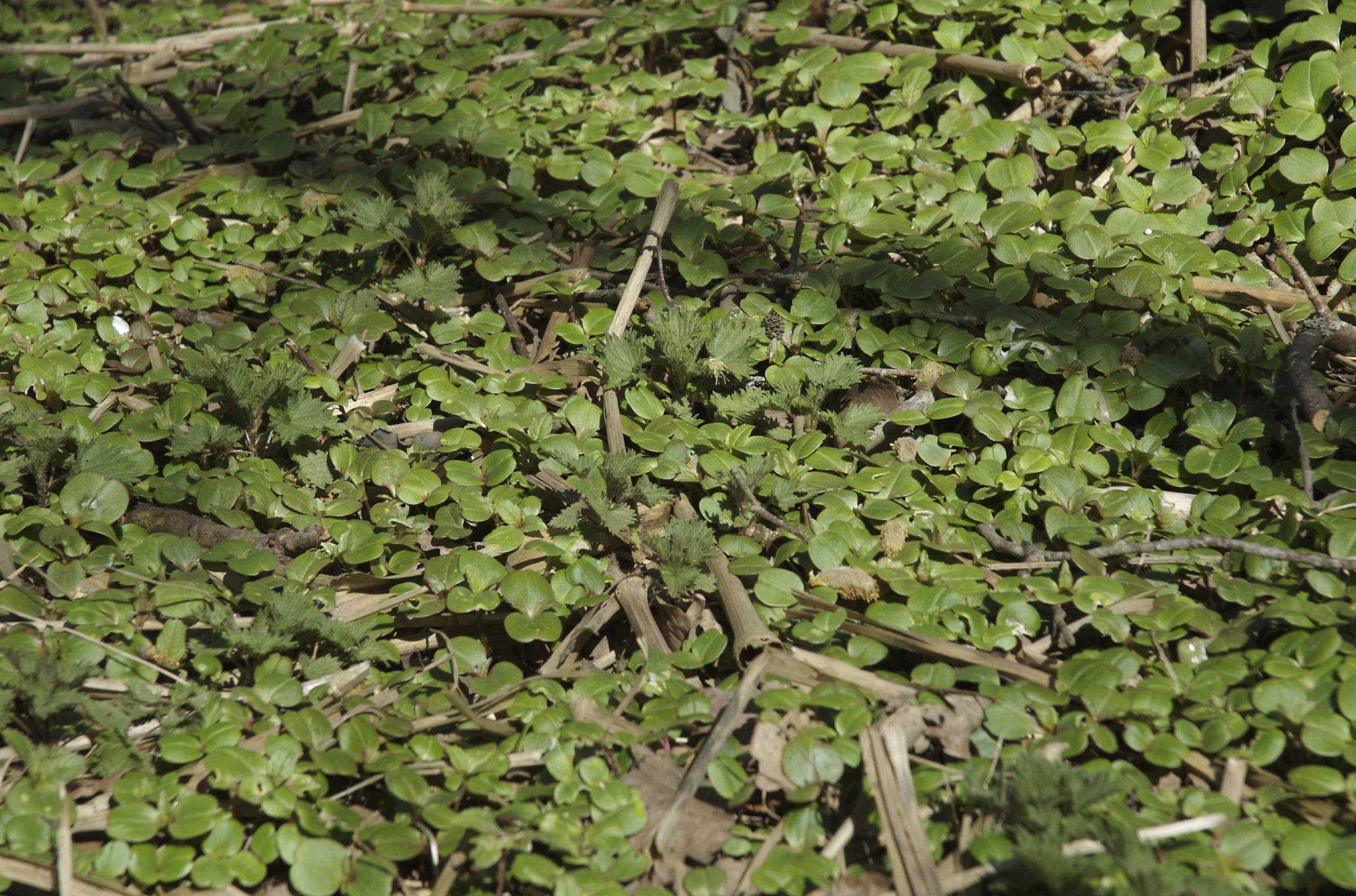 a group of small leafy plants growing on the ground