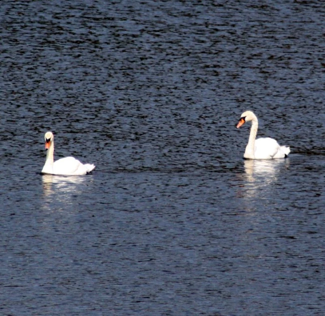 two white swans swimming in a body of water