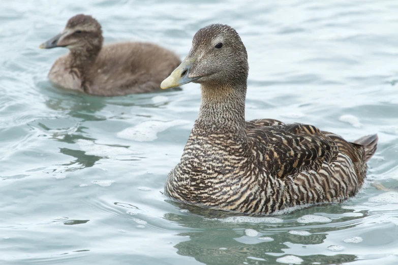 a group of ducks swimming in the water