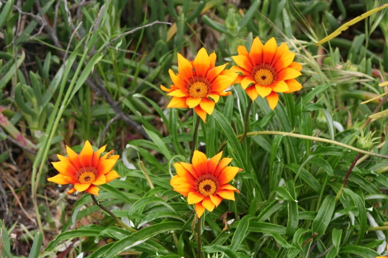 some orange flowers blooming in the grass