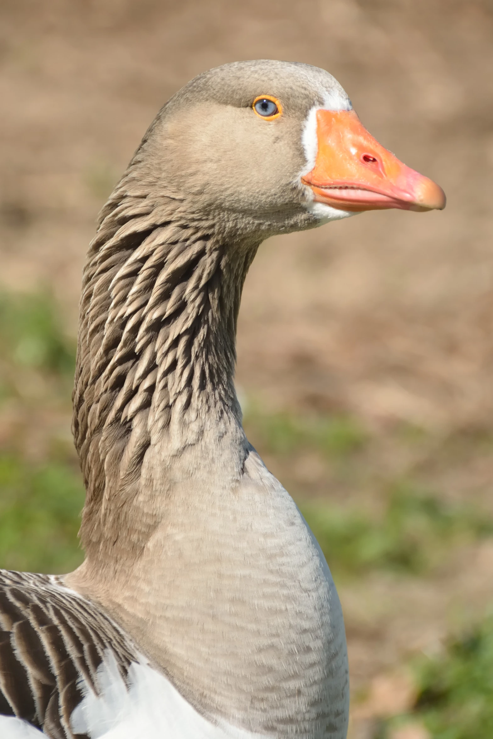 the large duck is standing near the grass